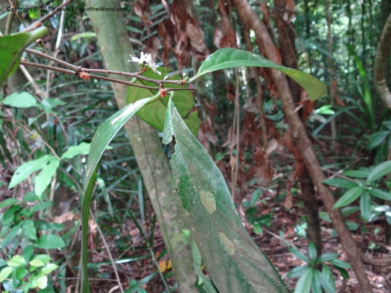 Erycibe, SAN.153261--Malaysia, Sabah. Kebun Cina. 12 Apr 2012. DSC08450 (16).JPG