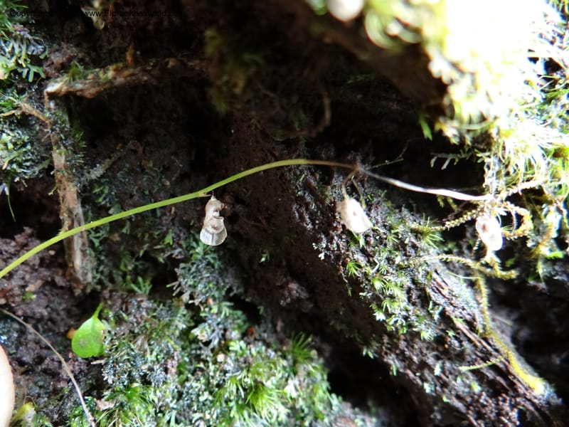 Utricularia, VC 5533--Thailand. Chiang Mai Prov. Doi Pha Hom Pok Nat. Park. 10 Nov 2012. DSC08349 (118).JPG