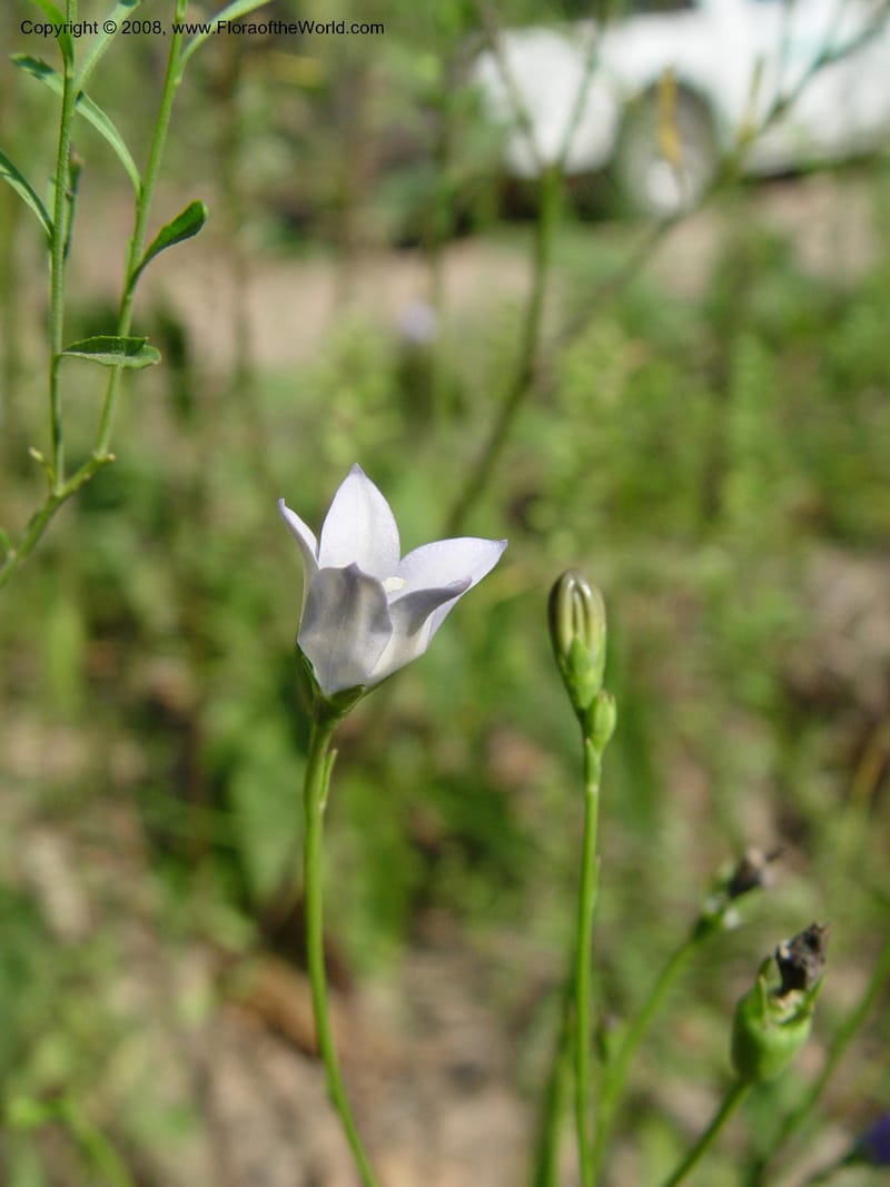 Wahlenbergia--So. Africa. KwaZuluNatal. Rd to Lake Sabaya Lodge.  30 Sep 03.  017.jpg