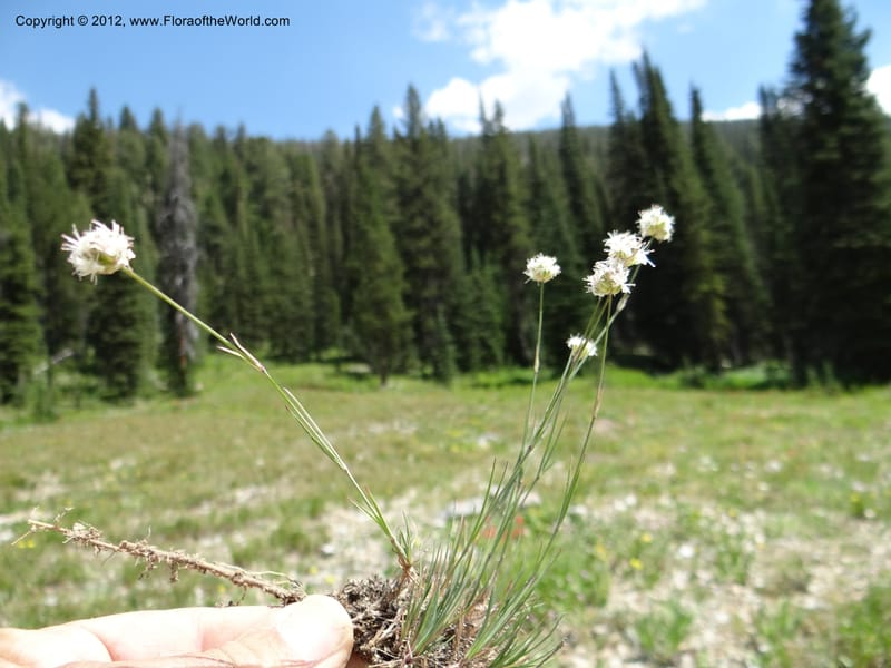 Eremogone congesta, Davidson, C 12074--ID. Valley Co. Yellow Pine to Big Creek Rd. 7 Aug 2012. DSC04021 (64).JPG