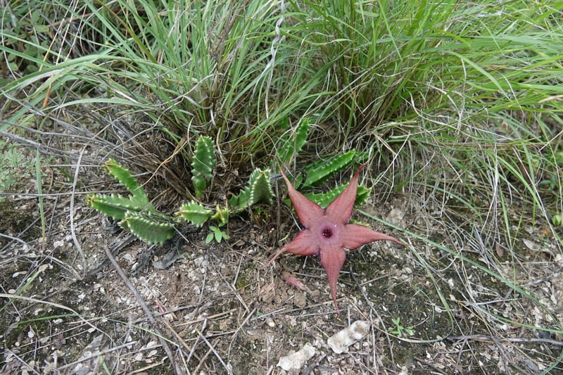Stapelia schinzii, not. coll.--Namibia. Hwy D2859. Odom 418. 30 March 2018. DSC04324 (233).JPG