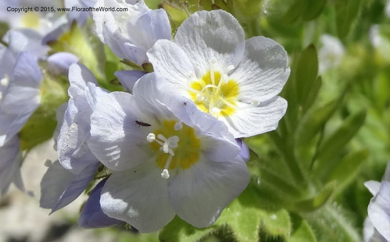 Polemonium pulcherrimum, Davidson, C 12552--Idaho. Valley Co. FS Rd. 431. 1 Jul 2014. DSC09329 (6).JPG