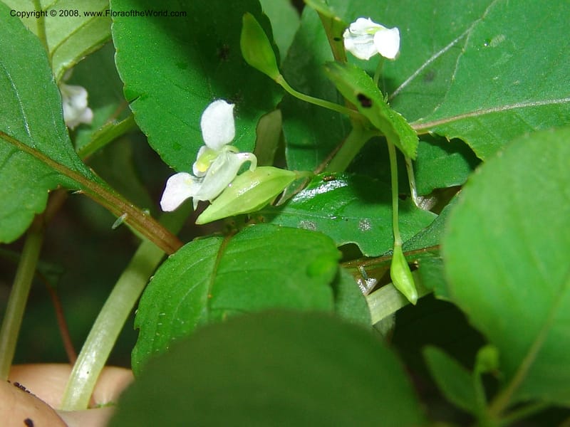 Impatiens, Z.Rogers842--Madag. Prov. Tuliar. Parc Nat. Zombitse.  13 Jan 06. 184.jpg