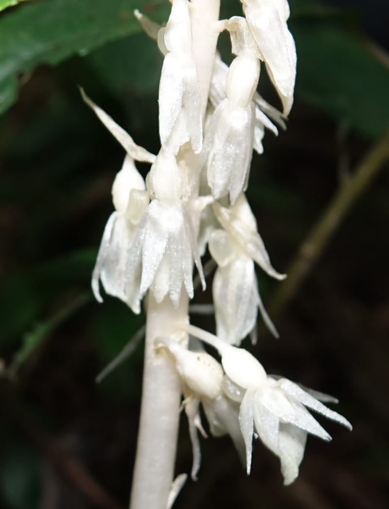 Epipogium roseum, Chung Kuo-Fang 3342--Taiwan. YangMing Shan Nat. Park. 18 May 2016. DSC02685 (229).JPG