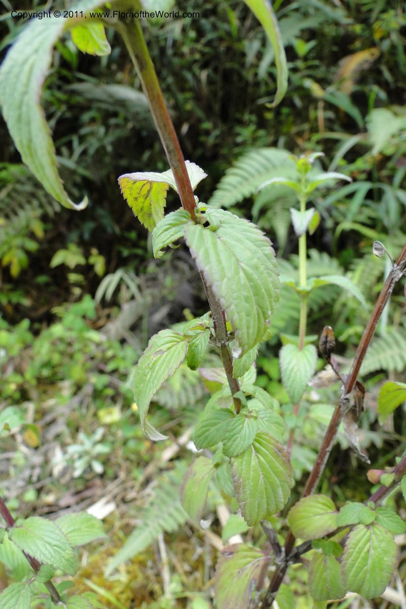 Alonsoa meridionalis, Ulloa 1977--Ecuador. Napo. Papallacta to Baeza. 1 Jun 2011. 073 (9).jpg