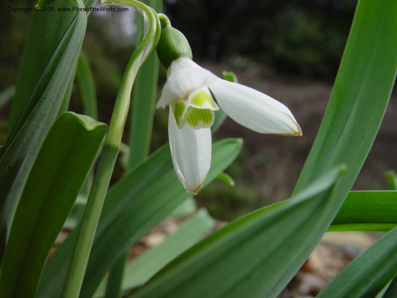 Galanthus elwesii. 84.0363--CA. UC Berkeley Bot. Gard. 11 Feb 03. 065.jpg