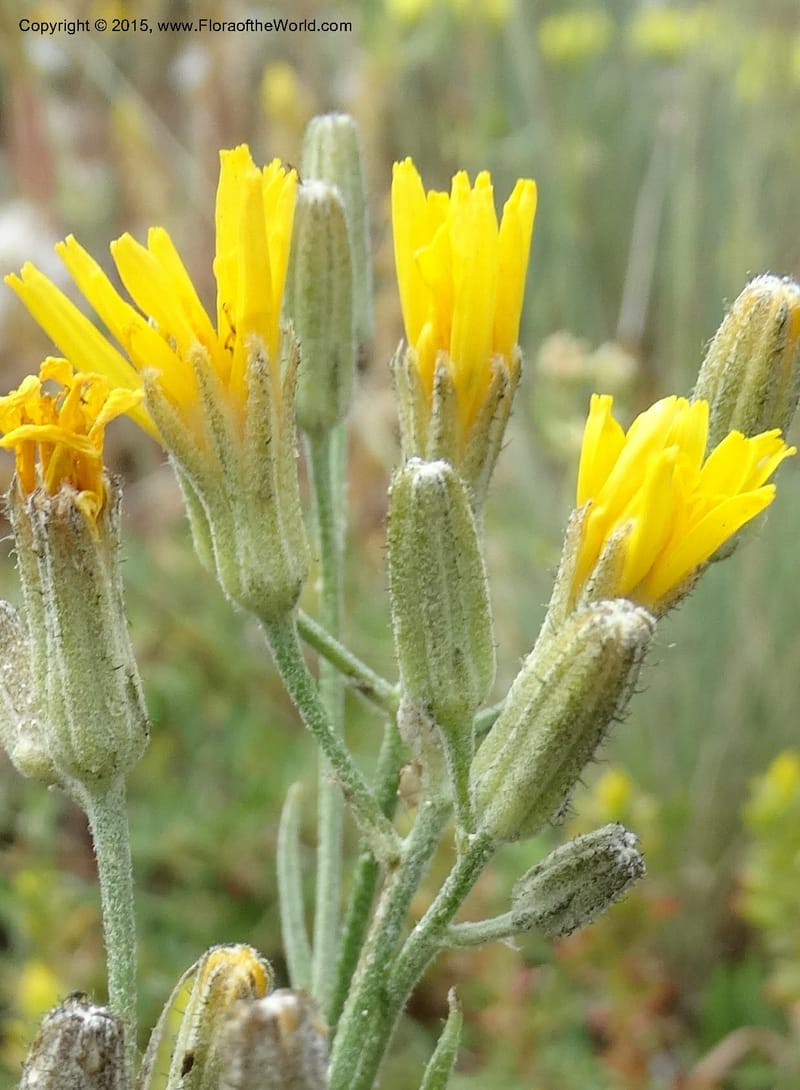 Crepis atribarba, Davidson, C 12597--ID. Idaho Co. Seven Devils Camp Ground. 15 Jul 2014. DSC00113 (295).JPG