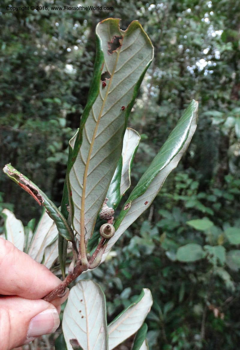 Lithocarpus, Davidson, C 12741--Sabah. Mt. Kinabalu. Bundu Tuhan Trail. 11 Oct 2014. DSC04153 (164).JPG