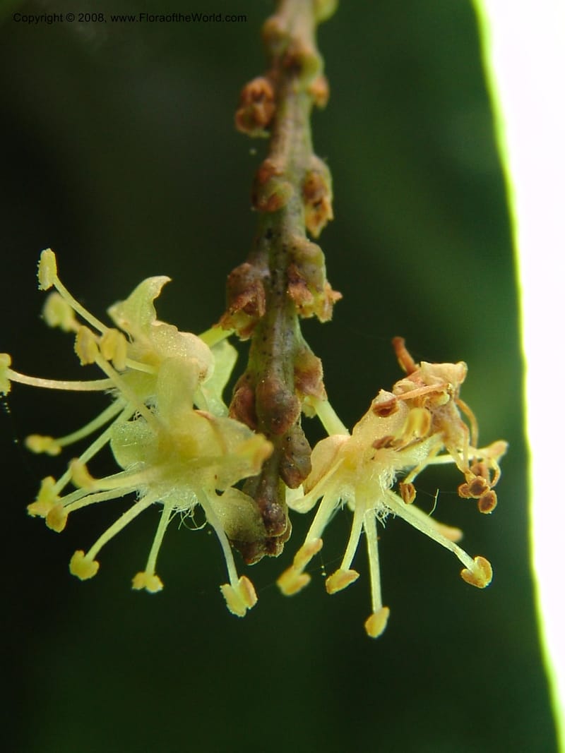 Tannodia swynnertonii--So. Africa. Lowveld Nat. Bot. Gard. 14 Mch 05. 396.jpg