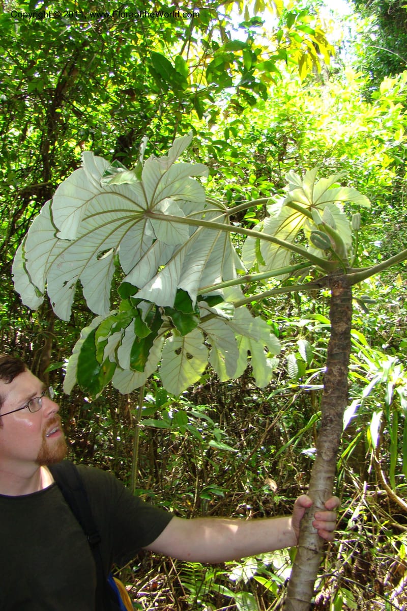 Cecropia peltata, Phillipson 6117--Madagascar. Prov. Fianarantsoa. Manombo Nat. Park. 13 Jan 09. 077 (30).jpg