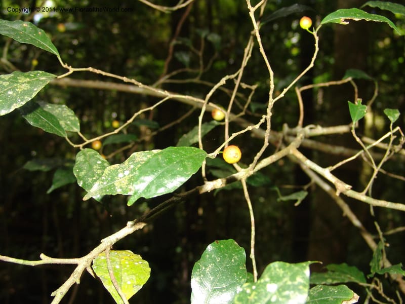 Ficus, ROR1592--Madag. Parc Nat. Montagne d'Ambre. 11 Nov 06. 238.jpg