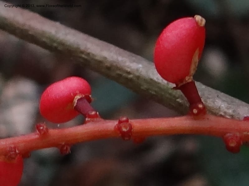 Lepisanthes, Buerki 339--Malaysia, Sabah. Kebun Cina. 12 Apr 2012. DSC08489 (8).JPG