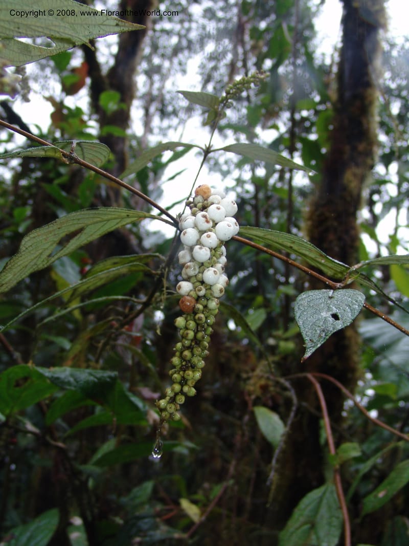 Gonzalagunia dependens, Croat94382--Ecuador. Prov. Pichincha. Reserva Bellavista. 9 Feb 05. 069.jpg