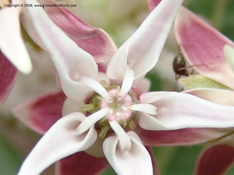Asclepias speciosa--CA. McConnell Arboretum, Redding. 4 Jun 07. 178.jpg