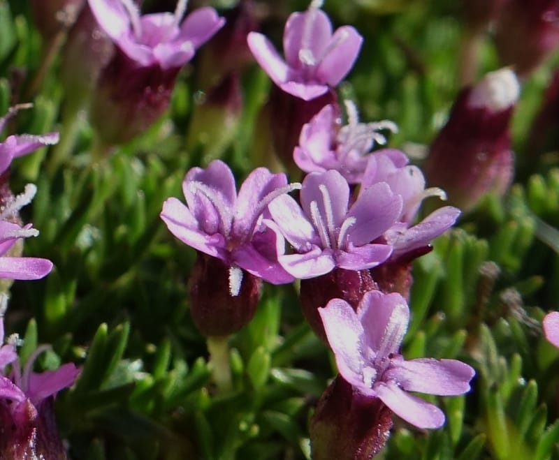 Silene exscapa, Callmander, M 1279--Switzerland. Furkapass. 1 Jul 2016. DSC06826 (171).JPG