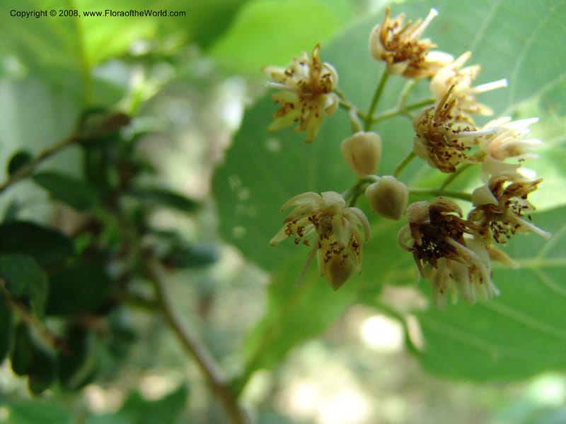 Tilia americana v. caroliniana--TX. Johnson Wildflower Center. 13 Jun 04. 005 (5).jpg