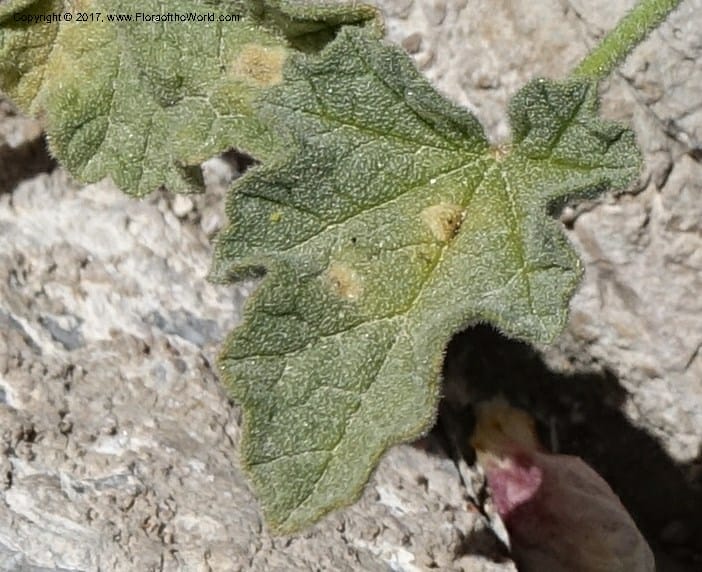 Sphaeralcea ambigua var. rugosa, Davidson, C 13113--California. Inyo Co. N. Death Valley Rd. Stop 1. 18 Apr 2016.  (25).JPG