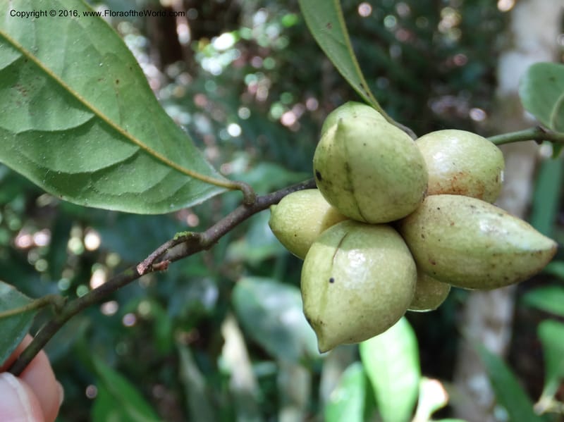 Artabotrys, Davidson, C 12924--Sabah. Kinabalu Nat. Park. Bundu Tuhan View Trail. 28 Mar 2015. DSC00951 (229).JPG