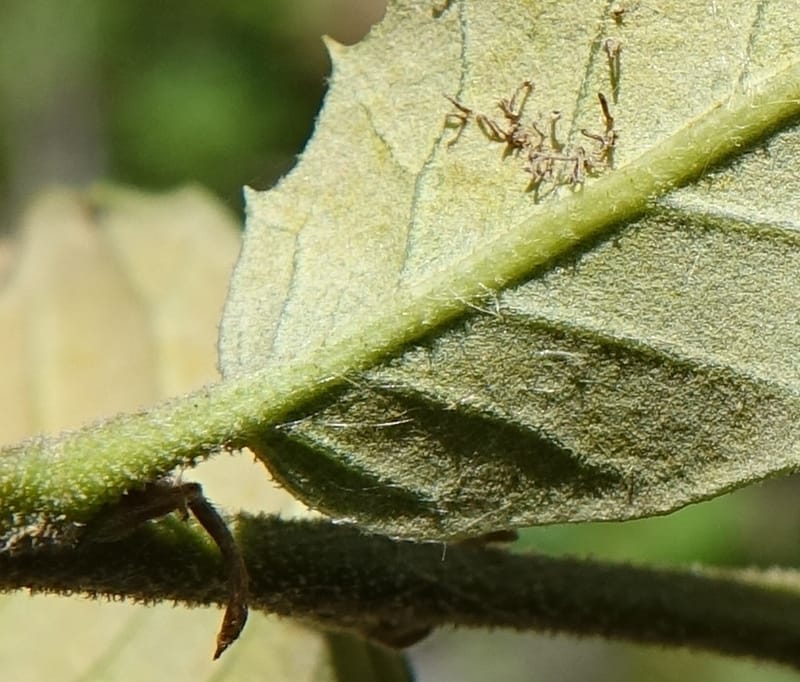 Quercus, C. Davidson 13762--China. Sichuan. Yibailingba-gou. 12 Aug 2017. DSC04660 (313).JPG
