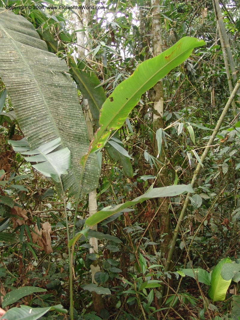 Heliconia, RVasquez32993--Peru. Pillcopata. Qbda Pini Pini. 29 Oct 07. 691.jpg