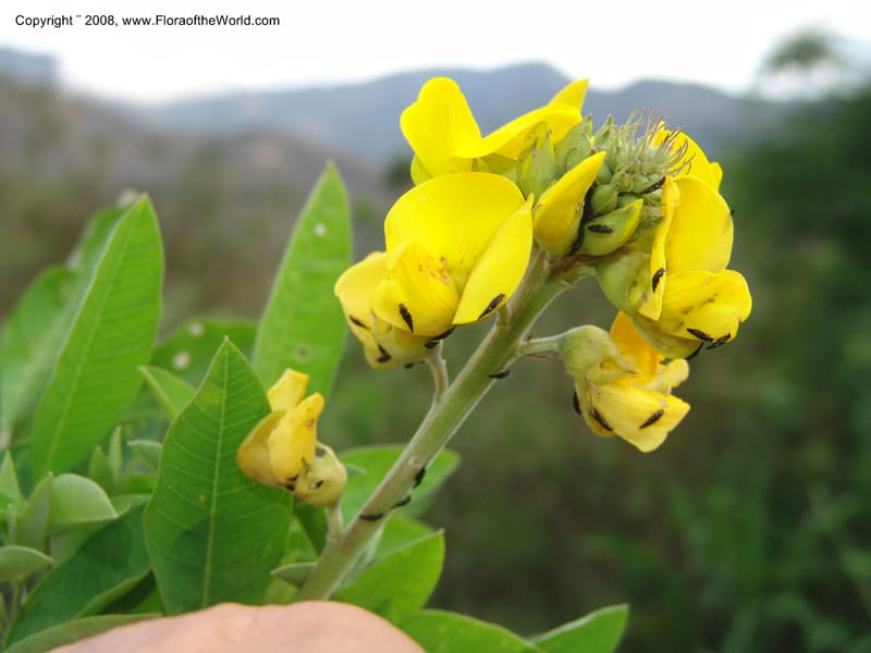 Crotalaria, RVasquez33171--Peru. Cusco. La Conv. Sta Ana. Huayanay. 2 Nov 07. 143.jpg