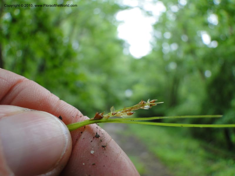 Carex caroliniana, Mori, S 27440, USA, North Carolina, Wake Co., Boyce Bridge Rd, 25 May 2010 (26).JPG