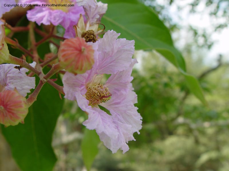 Lagerstroemia speciosa--Ghana. Aburi Botanic Garden. 10 Dec 03. 101.jpg