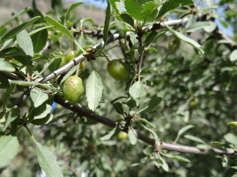 Prunus amygdalus--Iraq. Kurdistan. Shakh-i-Pira Magrun. 24 May 2013. DSC05074 (25).JPG
