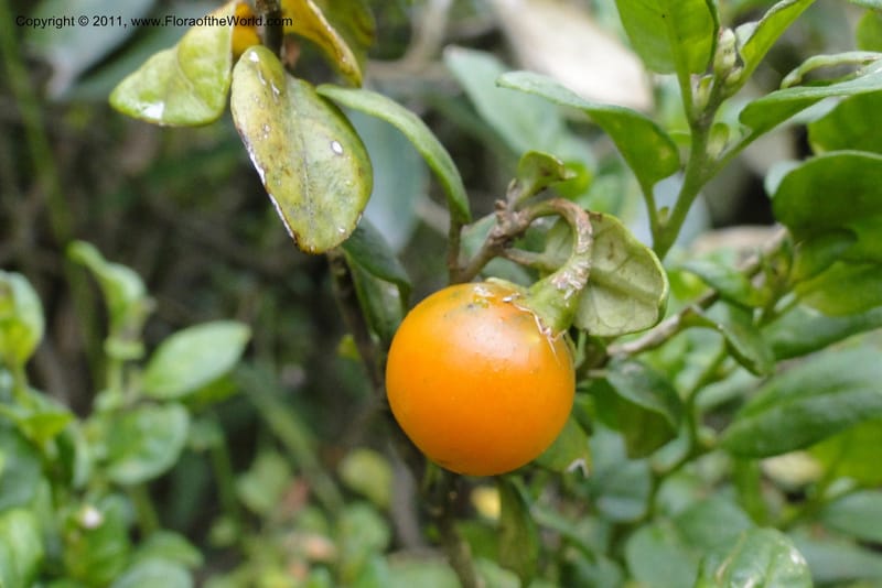Solanum, Ulloa 1967--Ecuador. Pichincha. Old rd to Papallacta. 31 May 2011. 091 (9).jpg