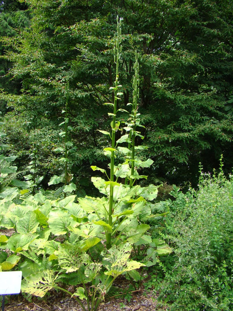 Cardiocrinum giganteum--Canada. BC. Univ. BC Bot. Garden. 27 Jul 08. 266.jpg
