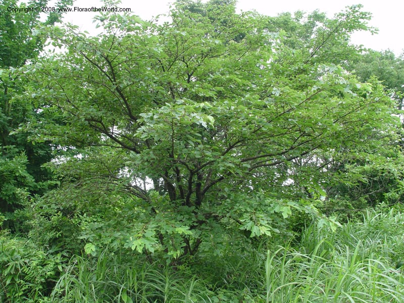 Morus--Japan. Honshu. Shiga Pref. Ibukiyama. 18 Jul 03. 052.jpg