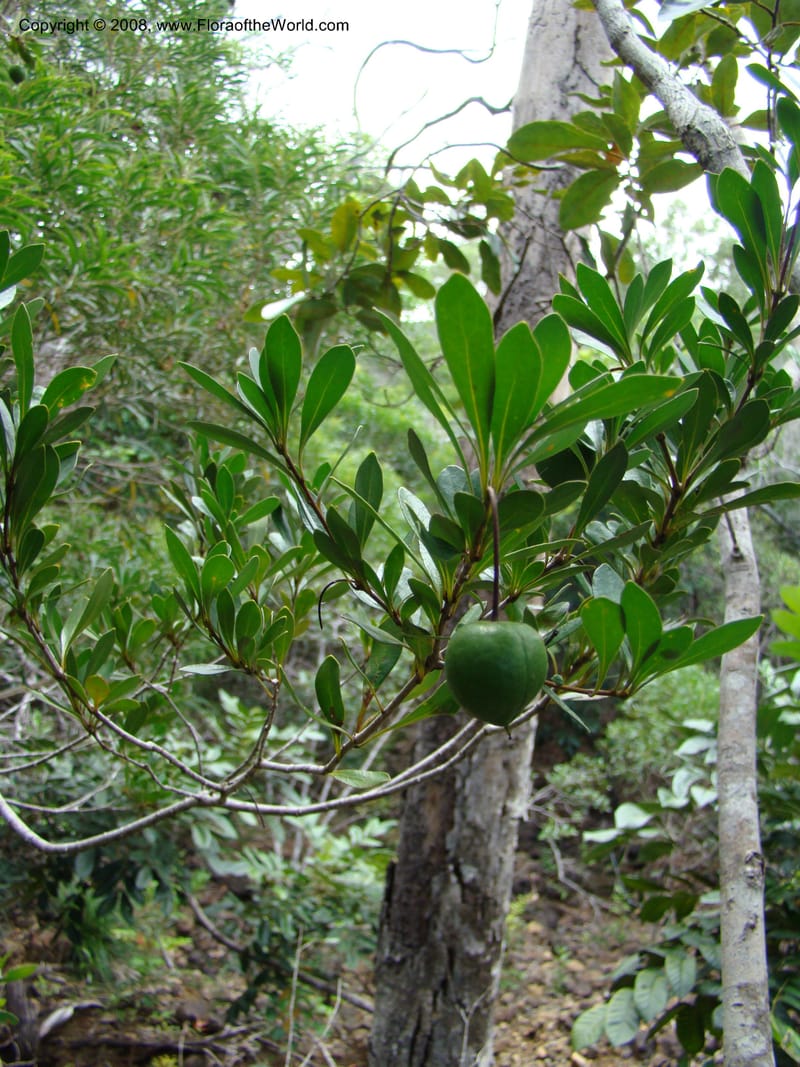 Pittosporum, CGemmill609--N.Caled. RT 1, Avangui For., Hervrouet Cr. 12 Nov 07. 009.jpg