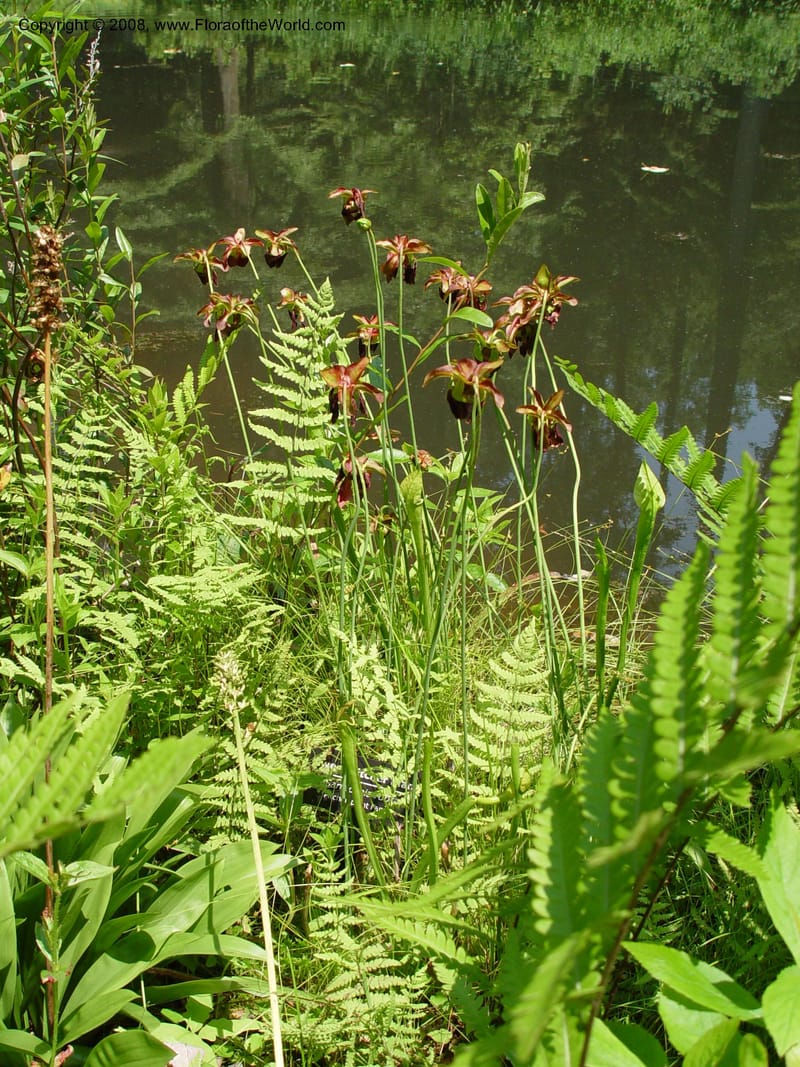 Sarracenia rubra--DE. Mt. Cuba Center. 24 Jun 03. 089.jpg