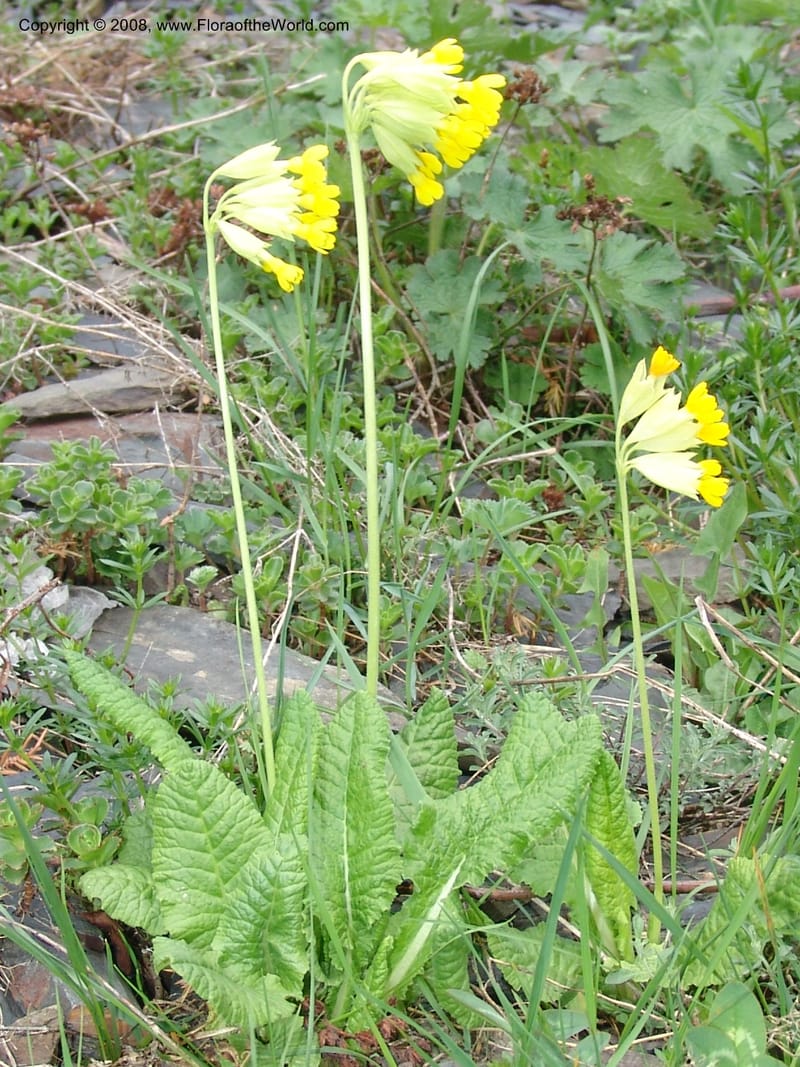 Primula macrocalyx--Georgia. Kazbegi region. Kora Gorge. 3 Jun 05. 177.jpg