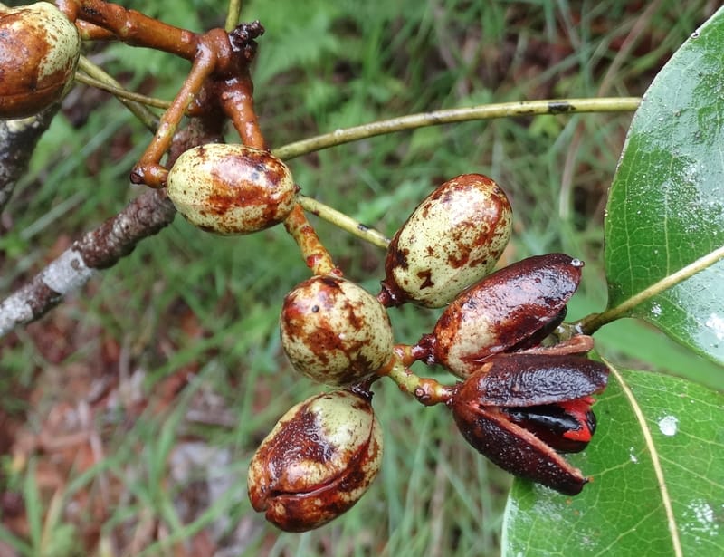 Lepidocupaniopsis concolor, Munzinger, J 7390--Fiji. Across the road from Waisali RF. 8 Nov 2015. DSC00330 (270).JPG