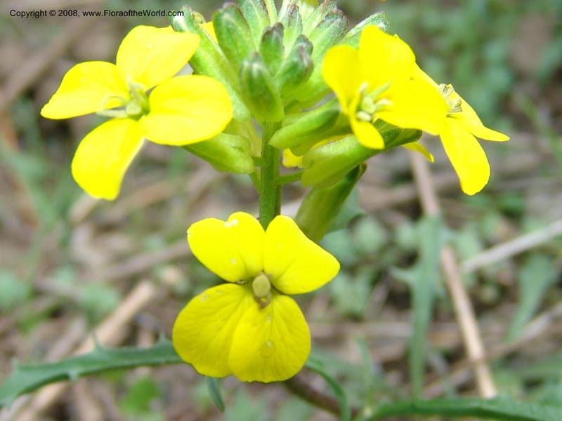 Erysimum ibericum--Georgia. Kazbeki . Trail-road to Sameba Church. 2 Jun 05. 111.jpg