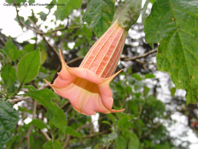 Brugmansia volcanicola--CA. San Francisco Botanical Garden (Strybing Arb.). 30 Mch 06. 270.jpg