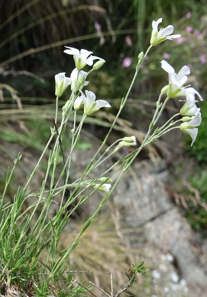 Minuartia laricifolia, Callmander, M 1295-- Switzerland. Hwy 9 to Simplon. Ganterbrucke. 2 Jul 2016. DSC08156 (217).JPG