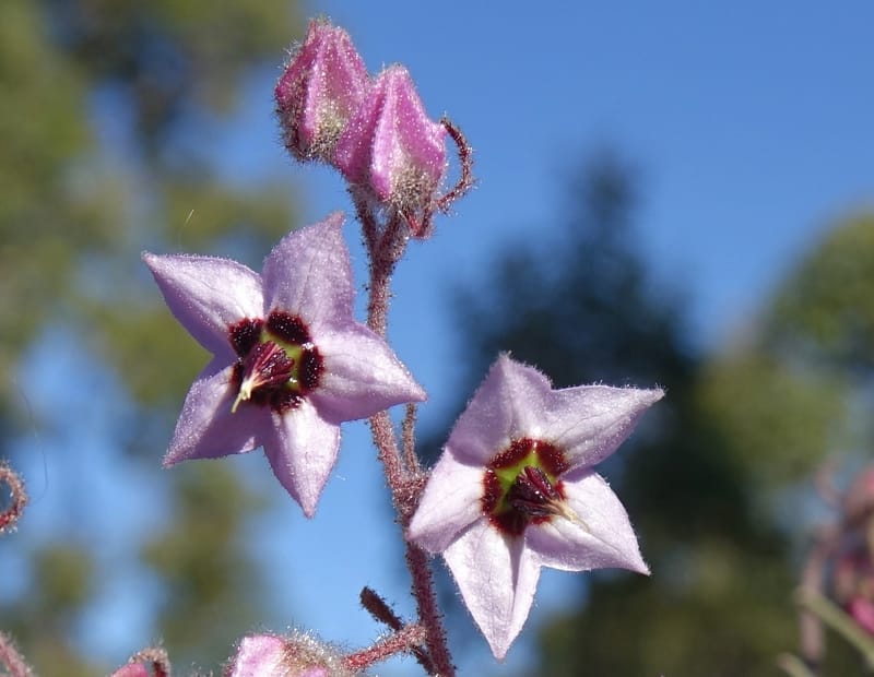 Lasiopetalum glutinosum subsp. latifolium, Davidson, C 13388--Australia. W.A. Calingiri Rd. 22 Oct 2016. DSC04023 (9).JPG