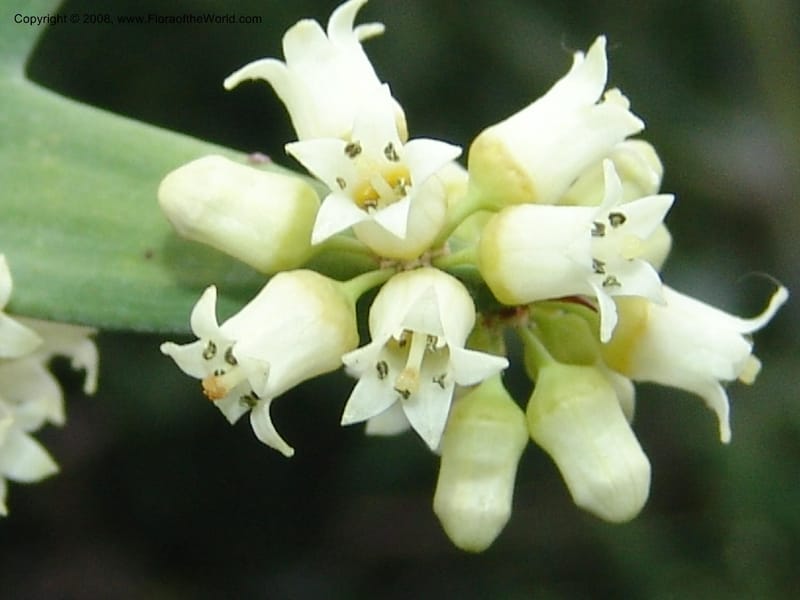 Colletia paradoxa, 49.2020--CA. UC Berkeley Bot. Garden. 8 Dec 06. 375.jpg