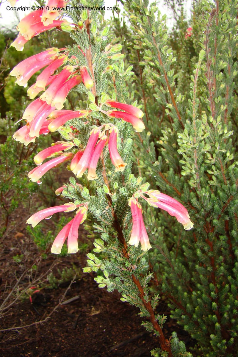 Erica diaphana, 348.04--South Africa. Kirstenbosch Bot. Gard. 21 Aug 09. 059 (4).jpg