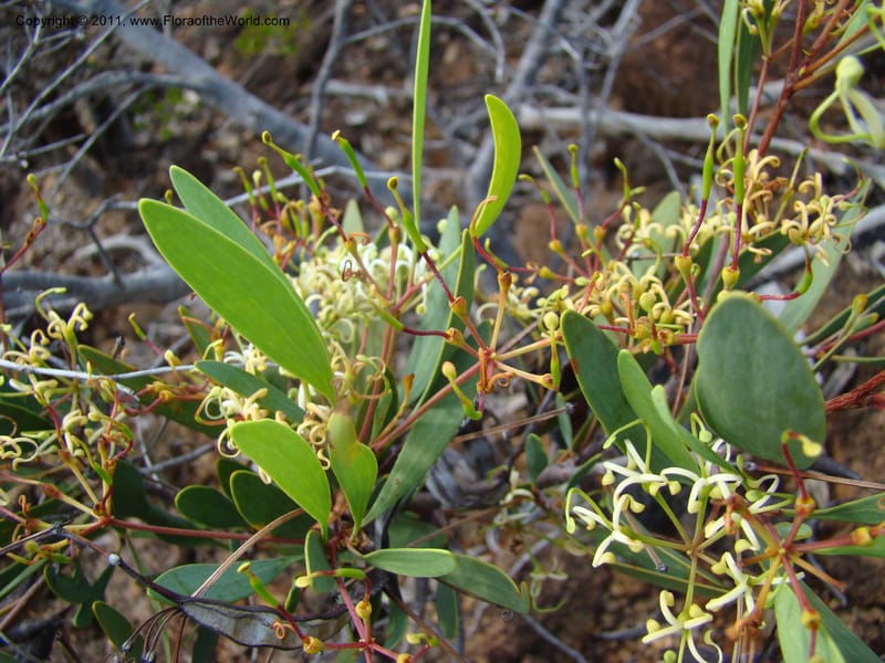 Stenocarpus, Munzinger, J 4738--New Caledonia,  Prov du Nord, Mine de Poum, 12 Nov 2007,  (2).jpg