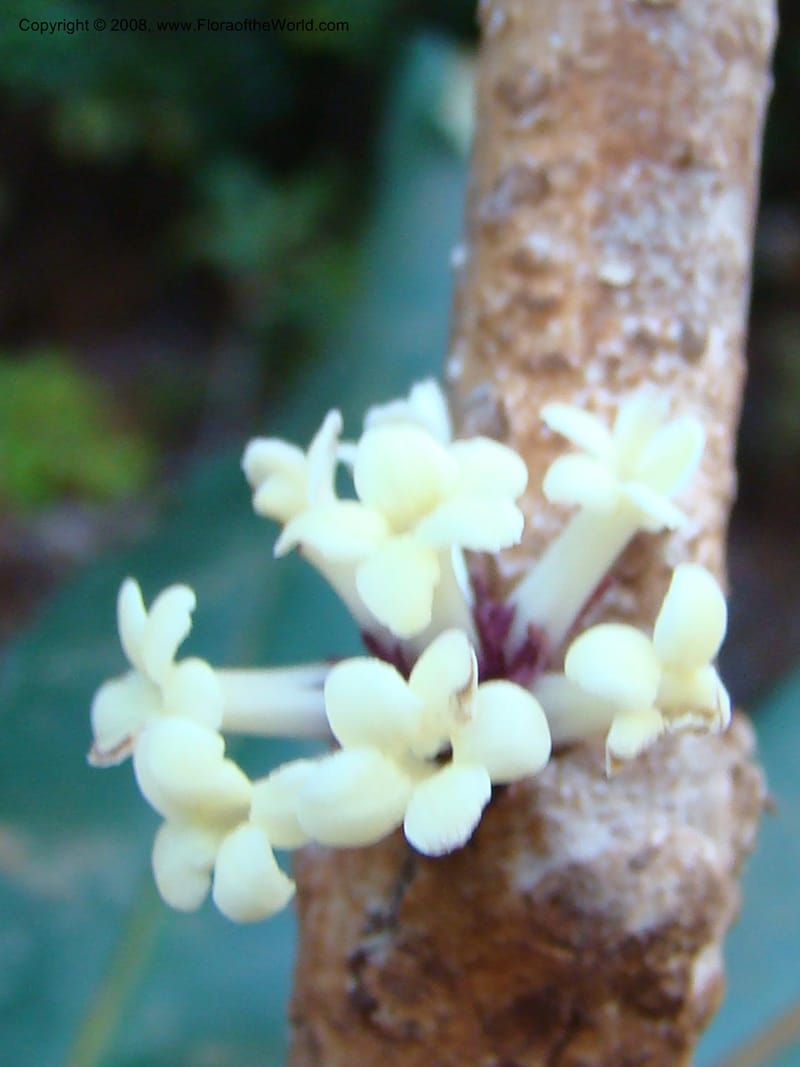 Pittosporum, CGemmill627--New Caledonia. Kwe Bwinyi Riv., old bridge. 18 Nov 07. 048.jpg