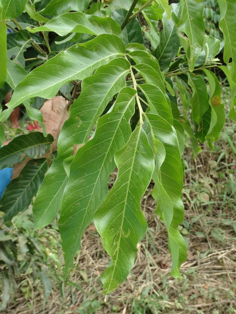Alectryon, Munzinger, J 7386--Fiji. Along Hibiscus Hwy. 7 Nov 2015. DSC00180 (43).JPG