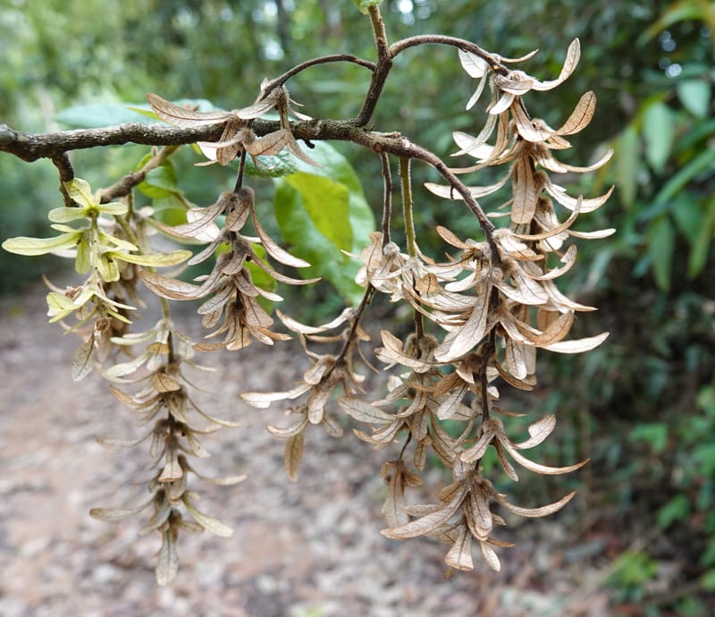 Engelhardia serrata, D. Boufford 44146--China. Yunnan. Along G213. 4 May 2018. DSC02084 (84).JPG
