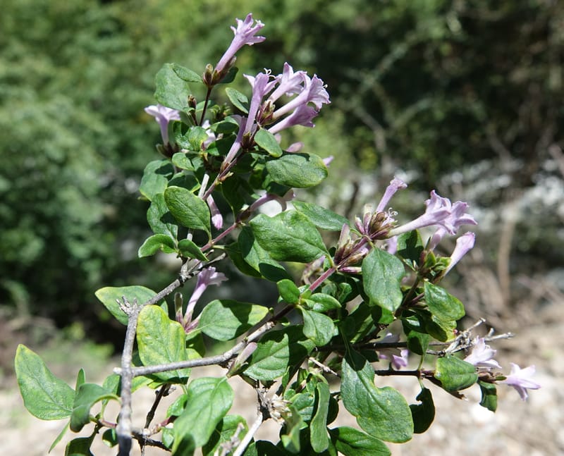 Leptodermis pilosa var. pilosa, D. Boufford 43996--China. Sichuan. Yibailingba-gou. 12 Aug 2017. DSC04660 (505).JPG