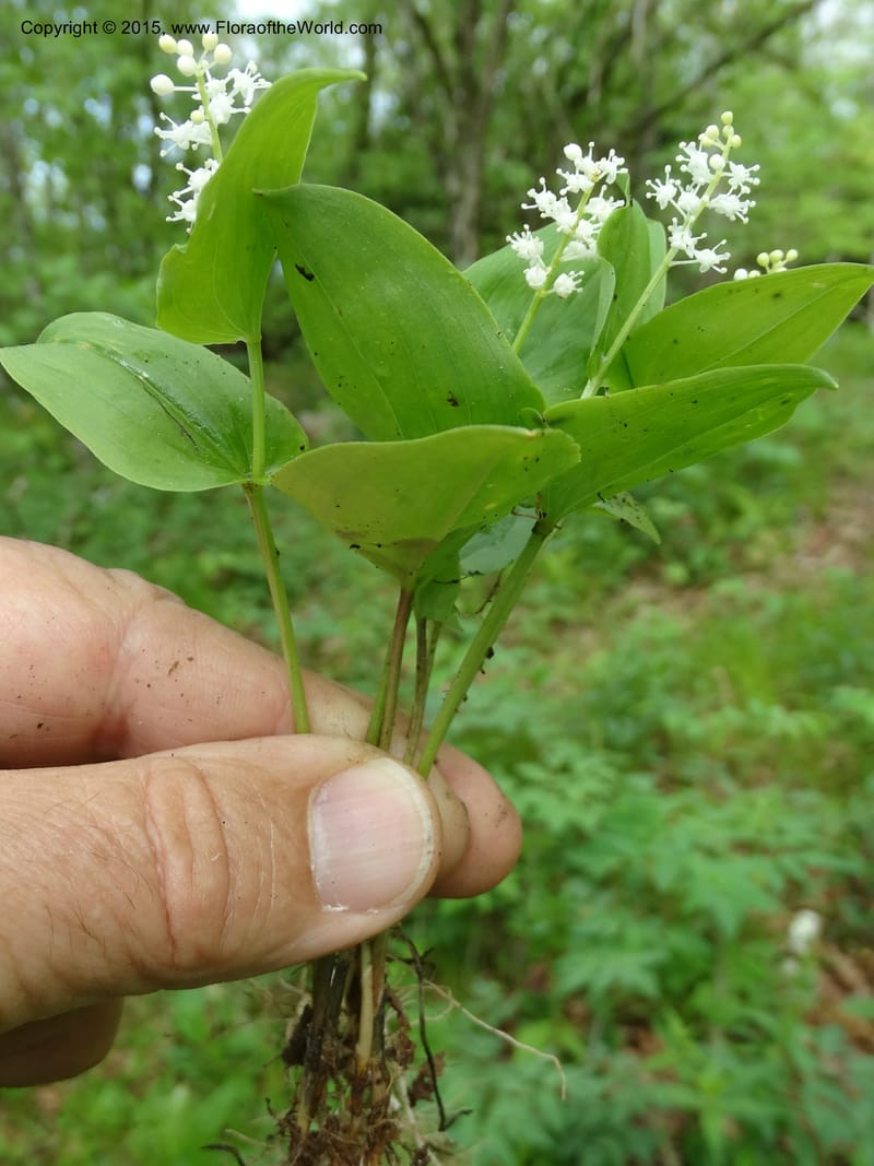Maianthemum canadense, Davidson, C 13064--North Carolina. Haywood Co. Grassy Ridge Mine Overlook. 21 May 2015. DSC06988 (13).JPG