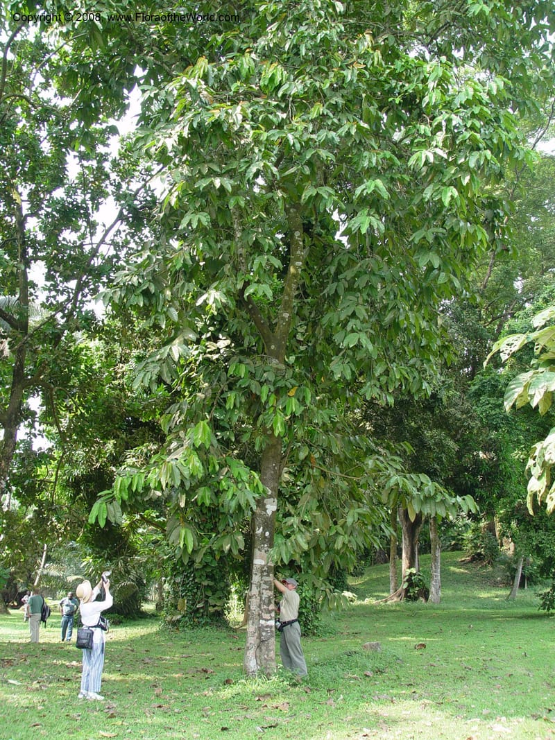 Treculia africana--Cameroon. Limbe Botanic Garden. 4 Dec 03. 065.jpg