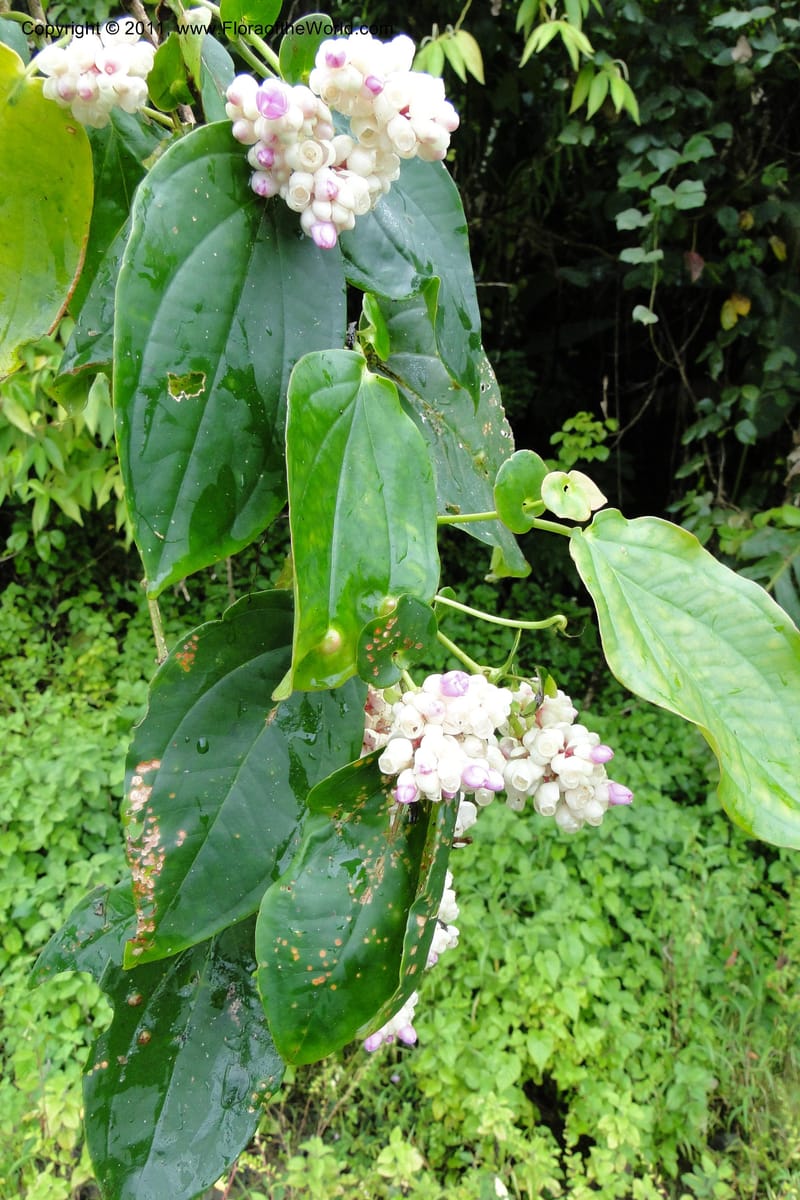 Medinilla, M. Tuiwawa 4922--Fiji. Area of Monasavu Dam I. 9 Feb 2011. 252 (7).jpg