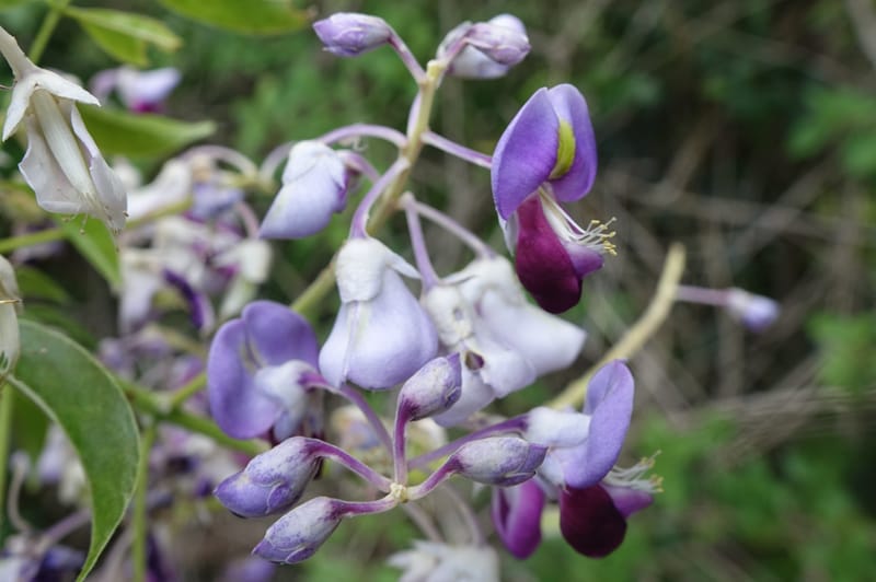Callerya megasperma, Davidson, C 13335--Australia. Qld. Austinville Rd. 17 Oct 2016. DSC02741 (37).JPG